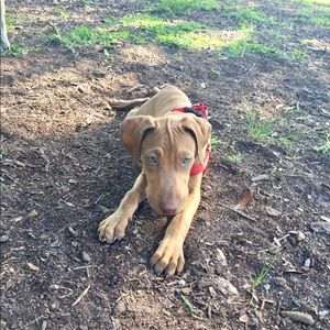 Meet your Posher, Antonio